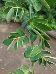 Senna bicapsularis