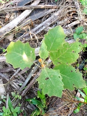 Solanum hirtum