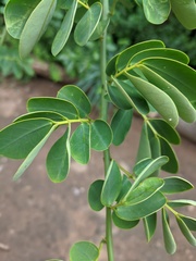 Senna bicapsularis
