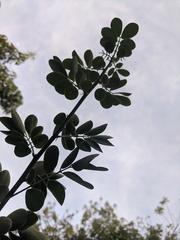 Senna bicapsularis