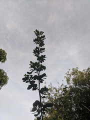Senna bicapsularis