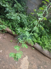 Senna bicapsularis