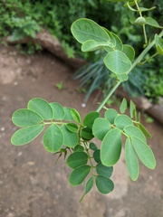 Senna bicapsularis