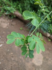 Senna bicapsularis