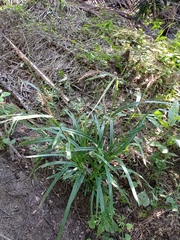 Scleria gaertneri