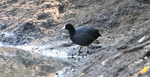American Coot (Fulica americana)