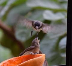 Sporophila nigricollis