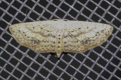 Scopula aemulata