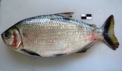 Brycon falcatus