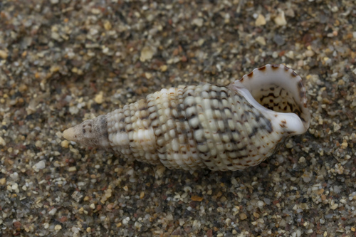 Thericium lividulum