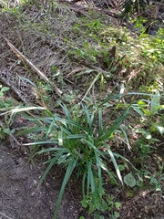 Scleria gaertneri