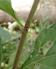 Cyphonia trifida