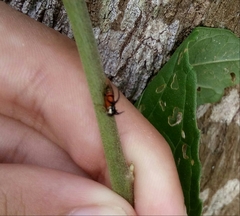 Cyphonia trifida