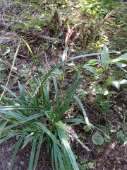 Scleria gaertneri