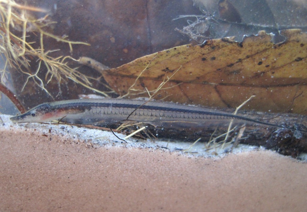 Mousetail knifefish (Gymnorhamphichthys rondoni) — Rhamphichthyidae