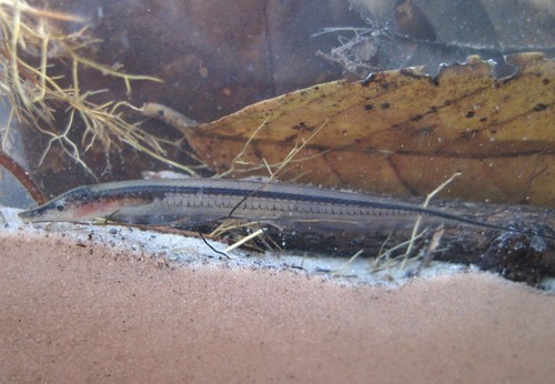 Mousetail knifefish (Gymnorhamphichthys rondoni) — Rhamphichthyidae