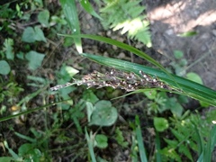 Scleria gaertneri