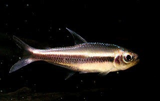 Chocolate Neon Tetra photo 2