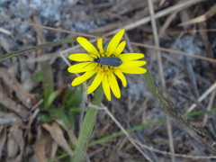 Epicauta heterodera