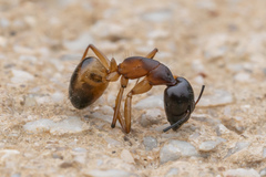 Camponotus sanctus