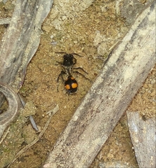 Traumatomutilla inermis