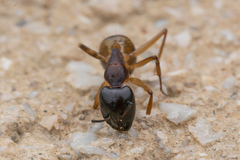 Camponotus sanctus