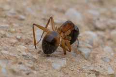 Camponotus sanctus
