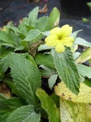 Evotrochis involucrata