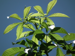 Vitex megapotamica