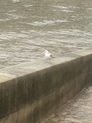 Chroicocephalus ridibundus