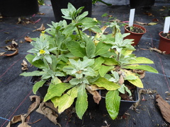 Evotrochis involucrata