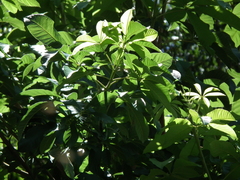 Vitex megapotamica