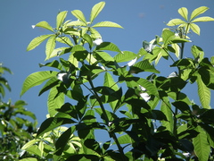 Vitex megapotamica