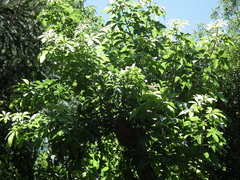 Vitex megapotamica