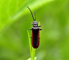 Omalisus fontisbellaquei