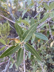 Quercus peninsularis