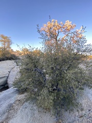 Quercus peninsularis