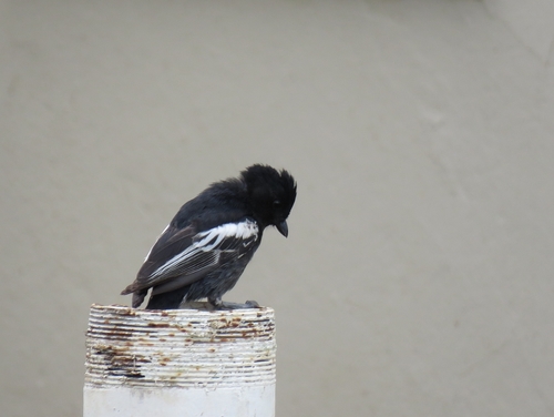 Sambesi-Rußmeise (Melaniparus niger)