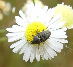 Odontocorynus umbellae