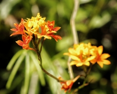 Epidendrum fulgens