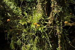 Epidendrum fulgens