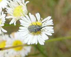 Odontocorynus umbellae