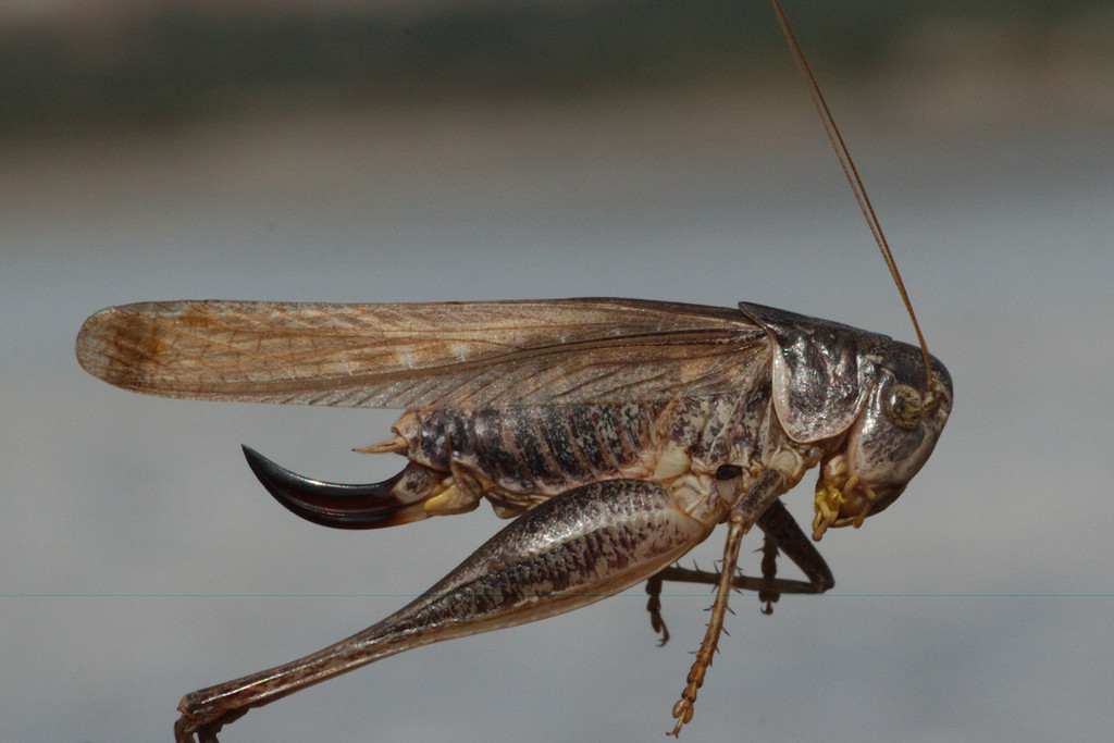 Platycleis falx