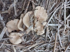 Entoloma griseum