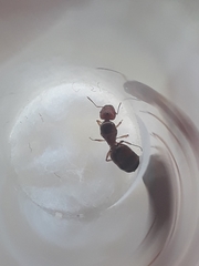 Pheidole balcanica