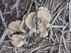 Entoloma griseum