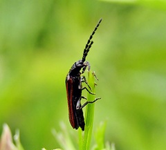 Omalisus fontisbellaquei