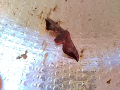 Smerkata fusca