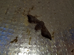Smerkata fusca