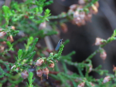 Oropezella sphenoptera